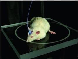 light control rat brain mouse brain