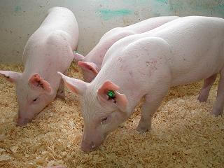 enviropig genetically modified pig