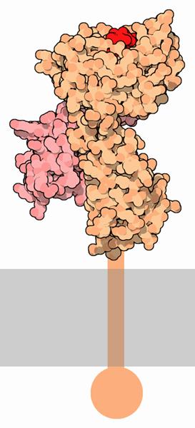 genetic-secret-controls-AIDS-HLA-B-protein