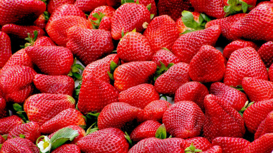robot-picks-ripe-strawberries