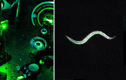 Controlling worms with lasers