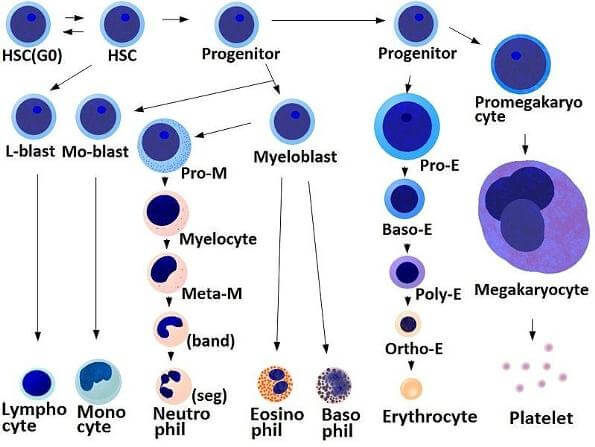 Blood stem cell holy grail 4