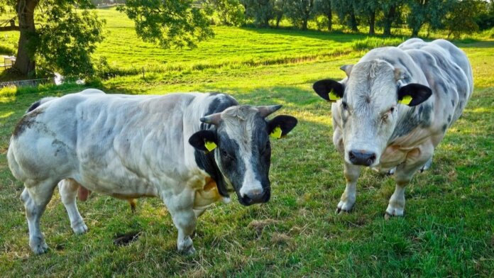 genetic modification selective breeding belgian blue cows big muscles