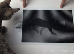 Brusspup Goes Viral With Dazzling Optical Illusions