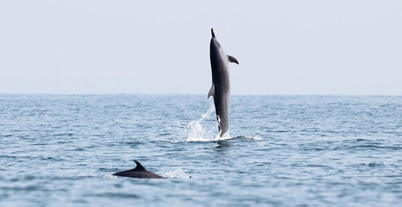healthy bottlenose dolphins