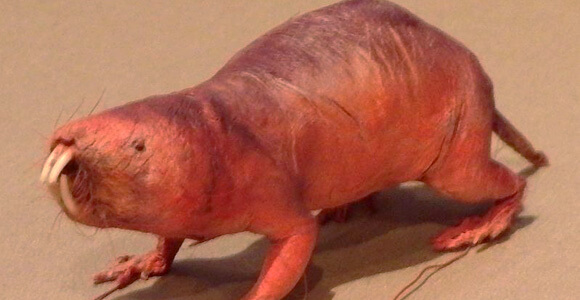 Naked_mole_rat-National_Museum_of_Nature_and_Science