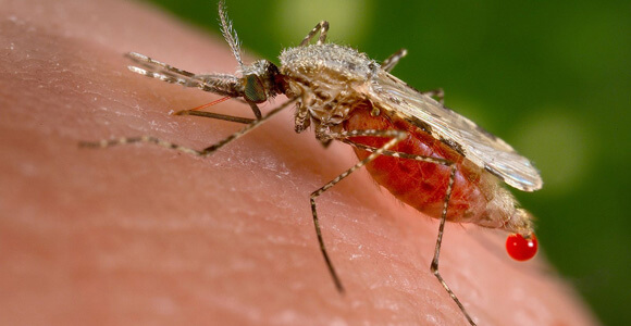 Anopheles_stephensi-malaria-mosquito