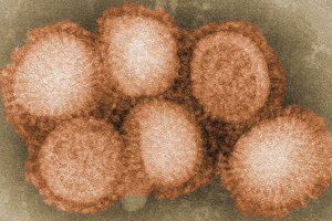 viral-immunity-influenza-F