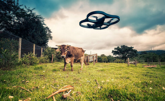 drone-vs-cow
