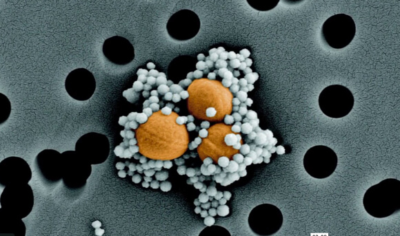magnetic-nanobeads-biospleen