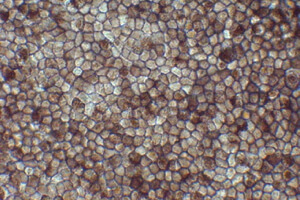 Close-up view of RPE cells derived from human iPS cells.