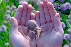 Magic Leap is working on advanced augmented reality.