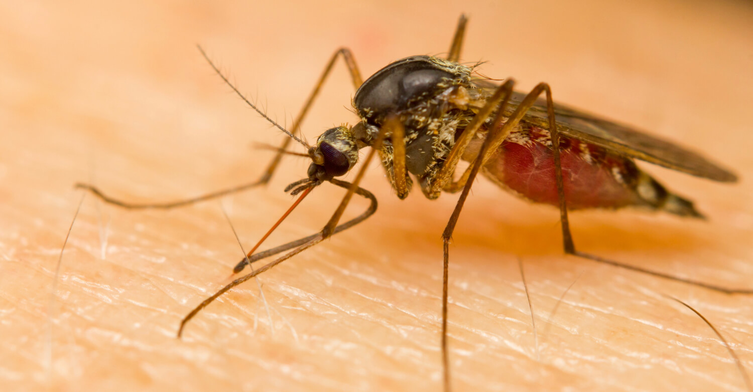 mosquito-close-up-and-personal - Singularity Hub