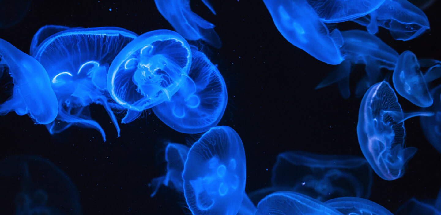 See This Delicate Jellyfish 3D Printed in Self-Healing Gel