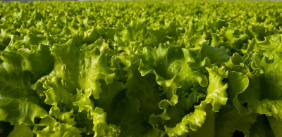 Japanese Robotic Farm's First Harvest Next Year—Half a Million Lettuces ...