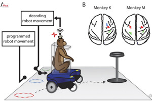 monkeys-wheelchairs-thought-controlled-6