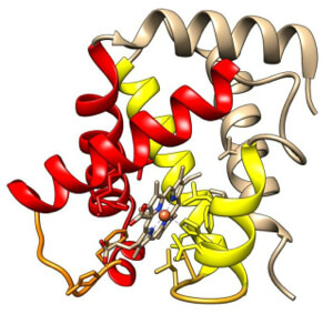 In this model of heme protein, active site 'loops' appear in orange at the bottom. Image credit: Gustavo Caetano-Anolles