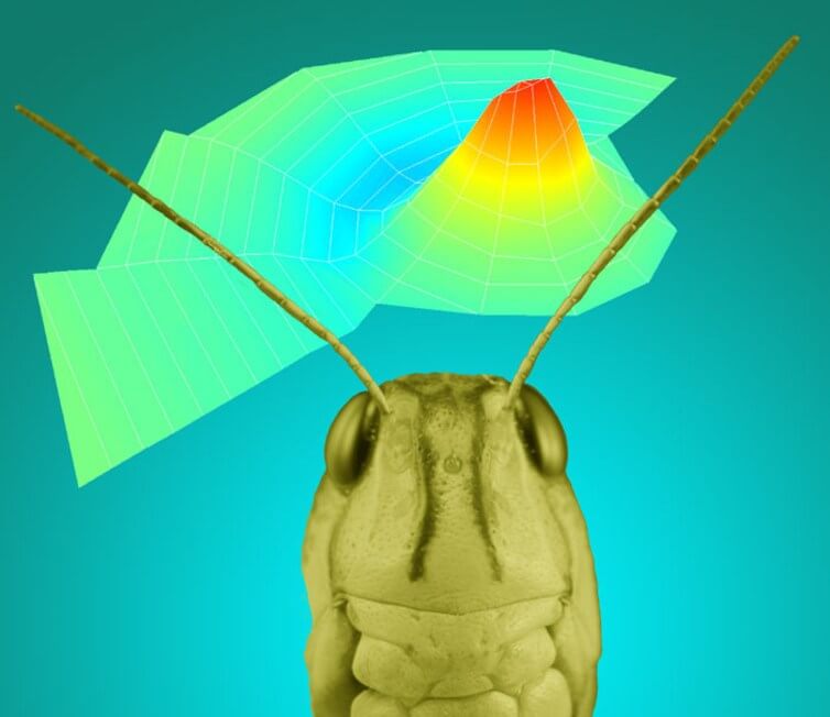 insects-future-of-hearing-aids-2
