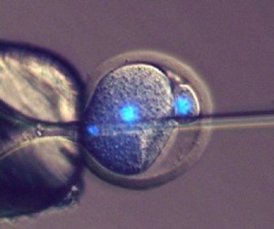 Scientists at Bath have developed a method of injecting sperm into a one cell mouse embryo, which can go on to produce offspring. Image credit: University of Bath
