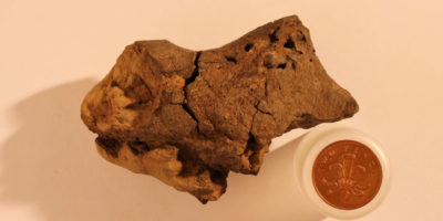 dinosaur brain fossil