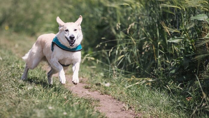 genetic engineering dog white dog running