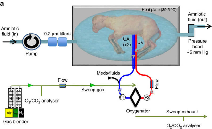 Scientists Create the Most Successful Artificial Womb Yet