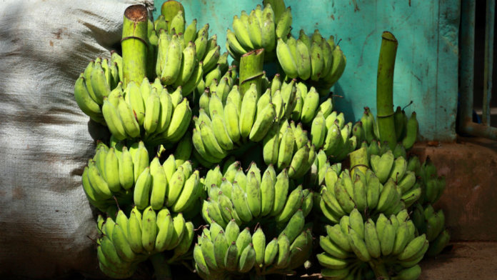green-banana-bunches