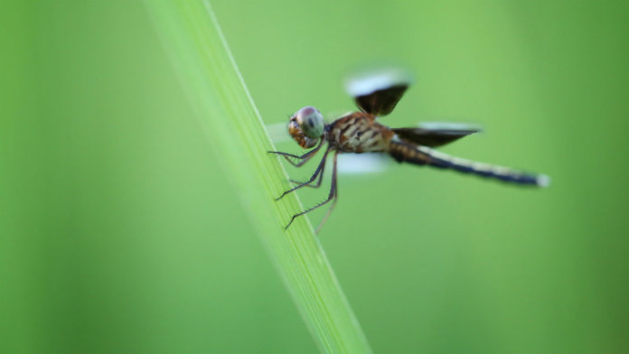 dragonfly-hanging-leaf-biomimicry-drones