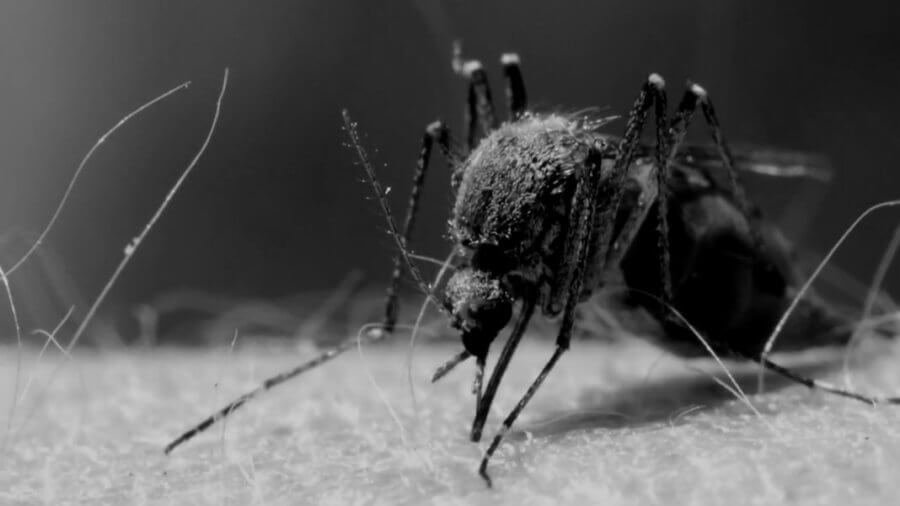 genetic-editing-mosquitoes