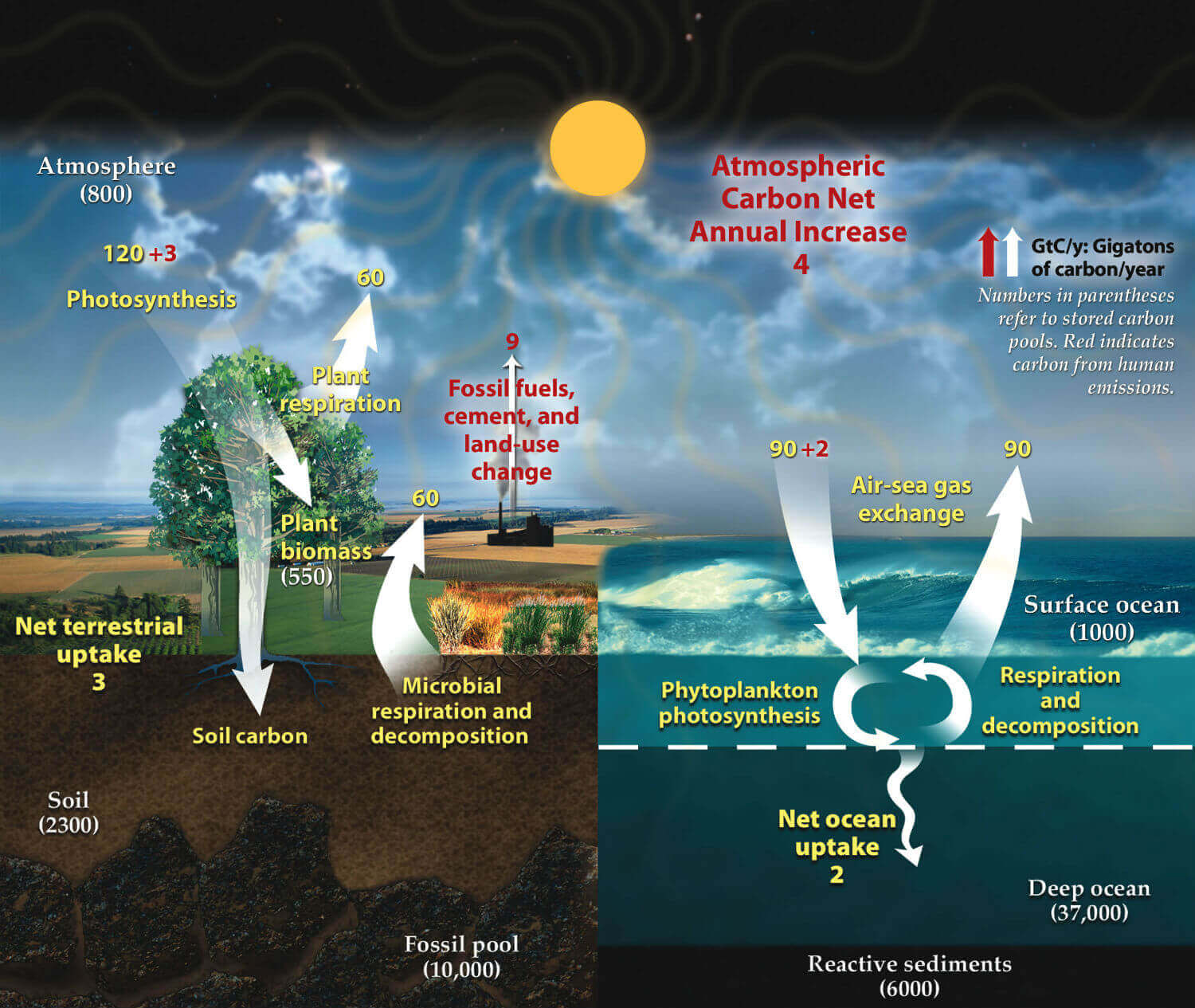the-carbon-cycle-Earth-biocomponents-nature-ORNL