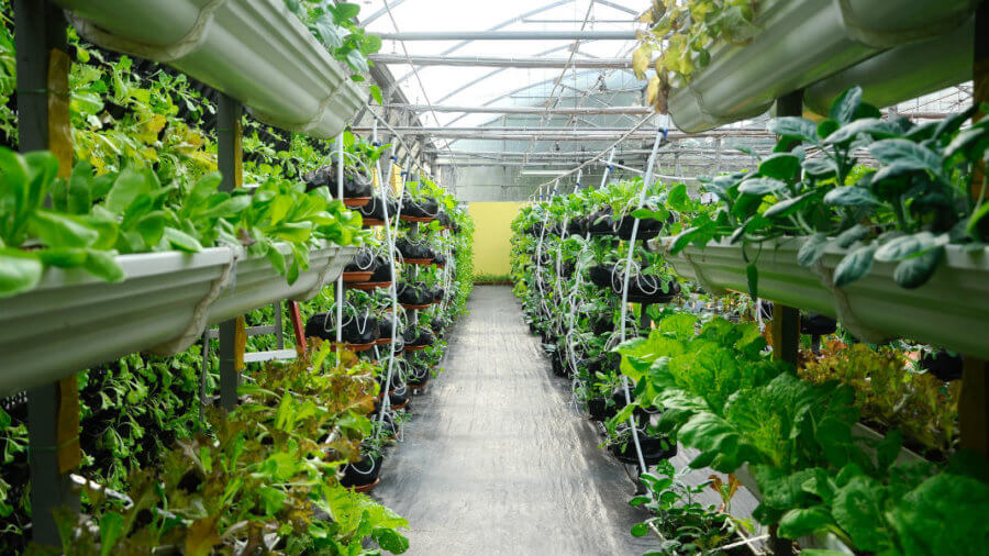 vegetables-growing-vertical-farm-drip-irrigation