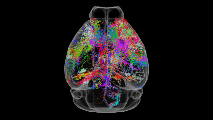neuroscience colorful brain illustration black background