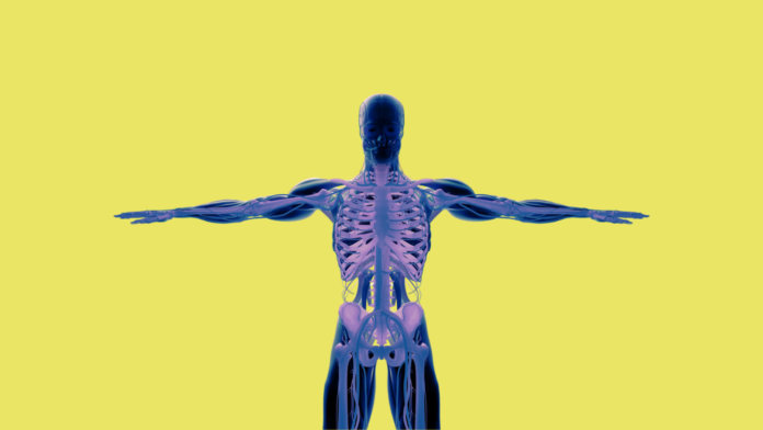 human-anatomy-see-through-xray-illustration-3d-rendering-yellow-background