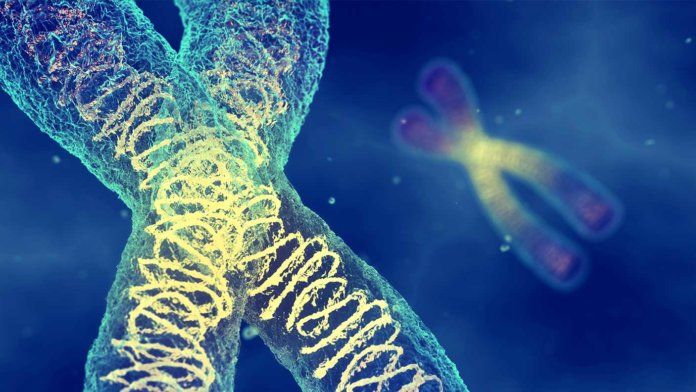 CRISPR Duchenne muscular dystrophy chromosomes DNA molecules carrying genetic material
