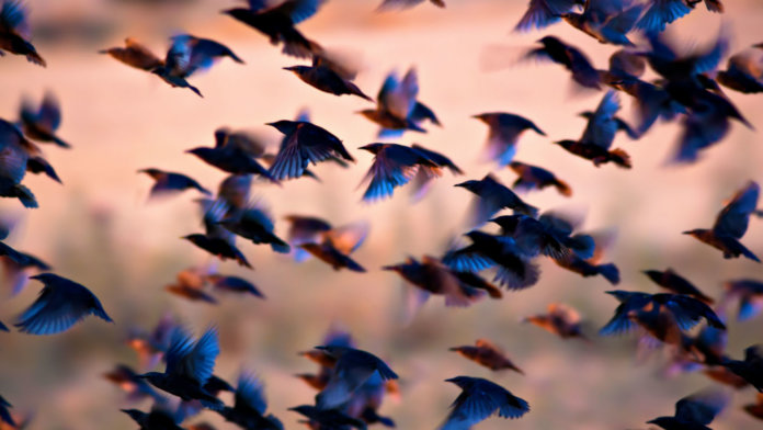 flock-of-birds-flying-swarm-intelligence-drones-blockchain-robotics