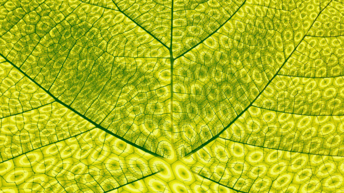 synthetic-artificial-photosynthesis-biomimicry-634104794