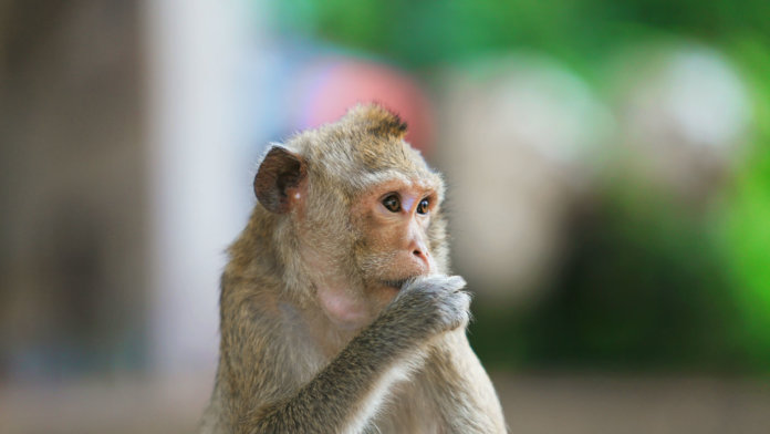 human-stem-cells-restore-monkeys-movement-after-spinal-cord-injury-rhesus-monkey-eating-food-