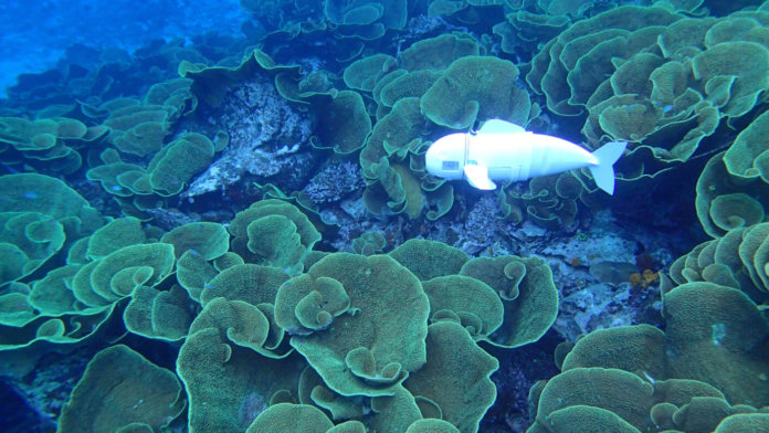 robotic-fish-swim-reef-SoFi-swimming-over-coral