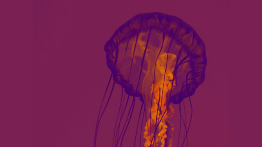 defeat-aging-and-live-forever-immortal-jellyfish