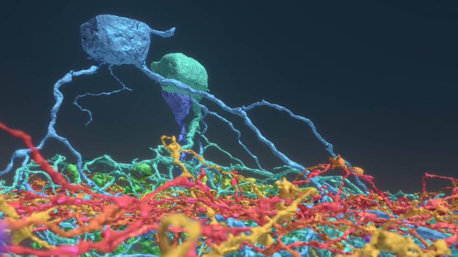 A Quarter Million Gamers Helped Build This Incredibly Detailed Map of the Brain