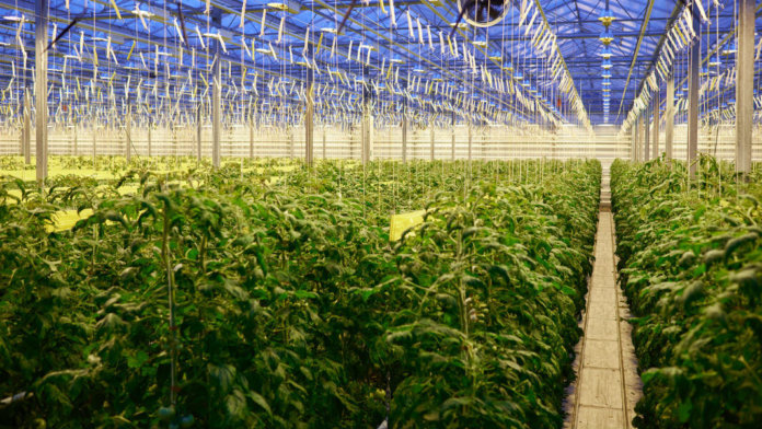 future-of-food-tomato-plantation-greenhouse