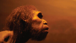 Living Neanderthal 'Mini-Brains' May Reveal What Makes Our Brains Special