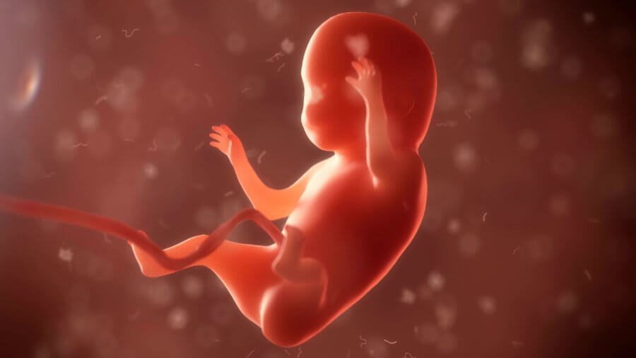 stem-cell-trial-to-cure-babies-embryo-phase-3d-render-fetus