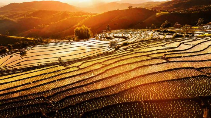 terraced paddy at sunset