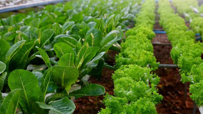salad crop hydroponics system farm agriculture