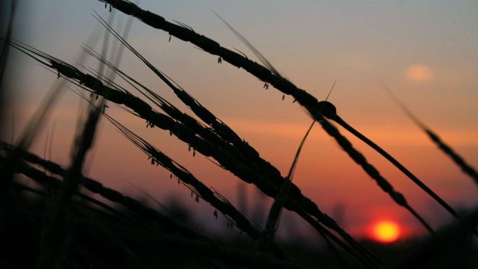 wheat silhouette at sunset