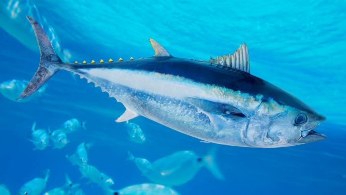 blue fin tuna swimming in sea
