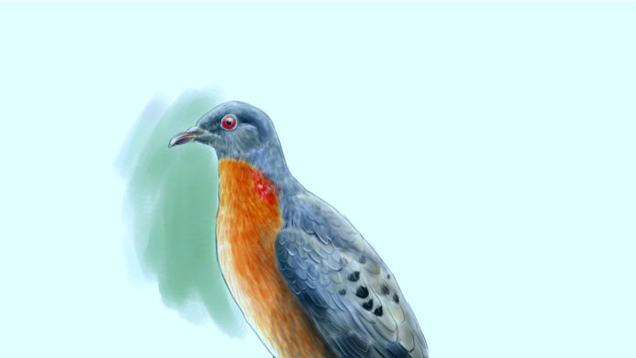 de-extinction north passenger pigeon digital illustration