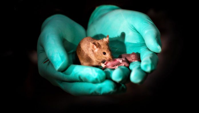 healthy adult bimaternal mouse with own offspring