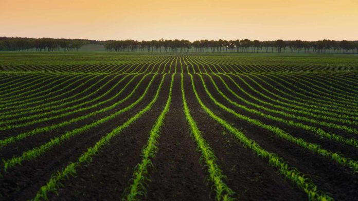 rows of crops in field food farm